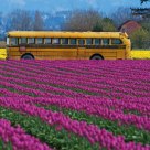 Field Trip.